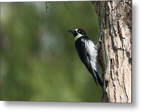 Acorn Woodpecker Metal Print featuring the photograph Acorn woodpecker - Melanerpes formicivorus - Pic glandivore by Nature and Wildlife Photography