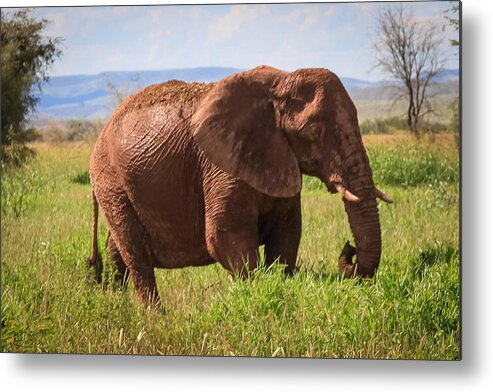 Namibia Metal Print featuring the photograph African Desert Elephant #1 by Gregory Daley MPSA