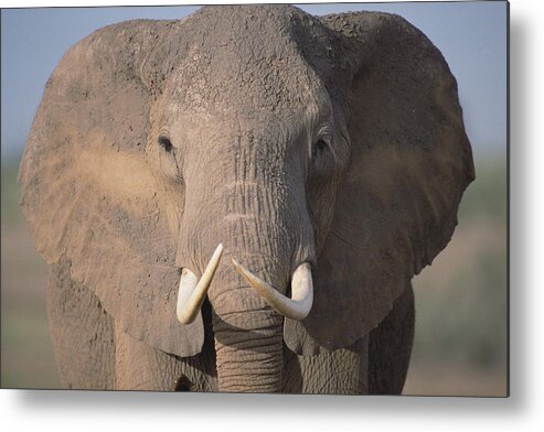 Feb0514 Metal Print featuring the photograph African Elephant Close-up Amboseli #1 by Gerry Ellis