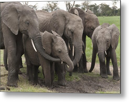 Feb0514 Metal Print featuring the photograph African Elephant Herd Grazing Kenya #1 by Tui De Roy