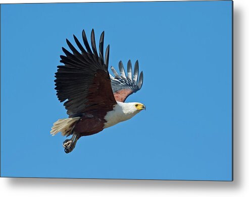 Africa Metal Print featuring the photograph African Fish Eagle In Flight by Tony Camacho