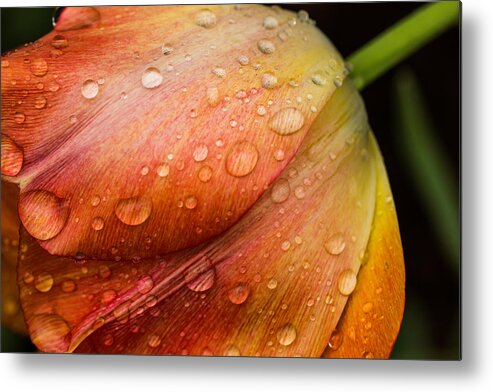 Tulips Metal Print featuring the photograph After the Rain by Sara Frank