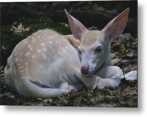 Albinic Metal Print featuring the photograph Albino White-tailed Deer Fawn #1 by Thomas And Pat Leeson