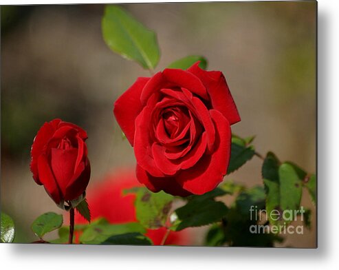 Red Roses Metal Print featuring the photograph All You Need Is Love #1 by Living Color Photography Lorraine Lynch