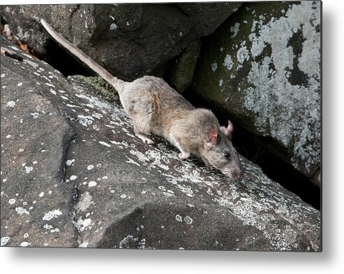 Allegheny Woodrat Metal Print featuring the photograph Allegheny Woodrat Neotoma Magister by David Kenny