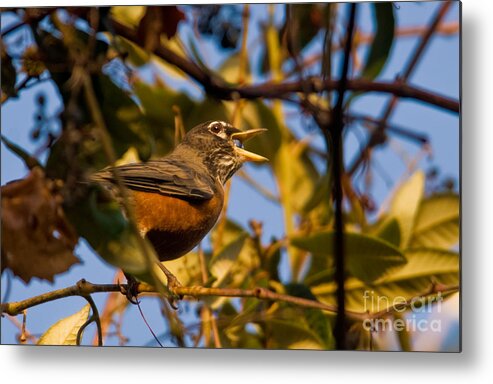 American Robin Metal Print featuring the photograph American Robin #1 by Ron Sanford