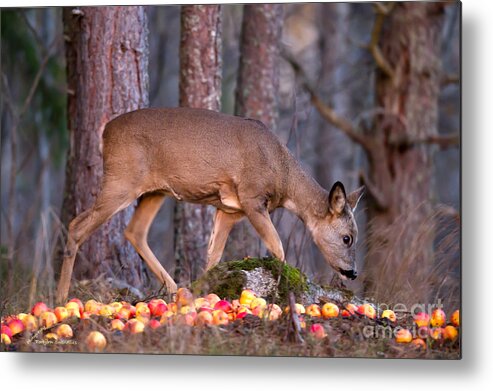 Alertness Metal Print featuring the photograph An apple a day... by Torbjorn Swenelius