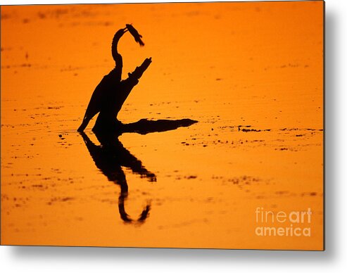 Anhinga Metal Print featuring the photograph Anhinga #1 by Art Wolfe