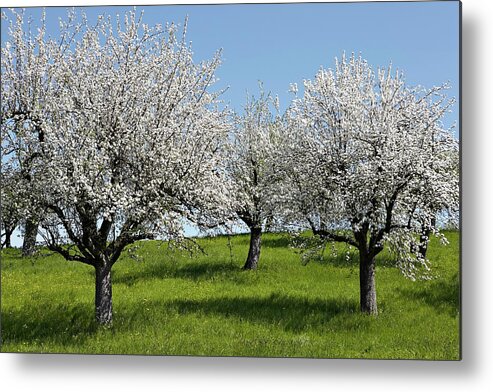 Grass Metal Print featuring the photograph Apple Trees In Full Bloom #1 by Wilfried Krecichwost