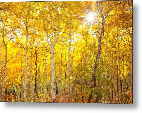 Aspens Metal Print featuring the photograph Aspen Morning #1 by Darren White