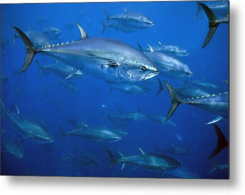 531470 Metal Print featuring the photograph Atlantic Bluefin Tuna School Turkey #1 by Richard Herrmann
