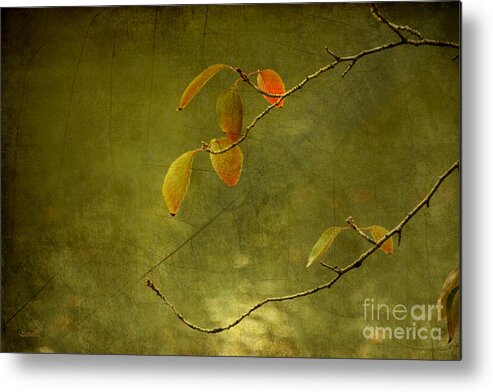 Autumn Metal Print featuring the photograph Autumn Colours #1 by Eena Bo