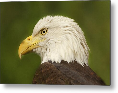 Animal Metal Print featuring the photograph Bald Eagle #1 by Brian Cross