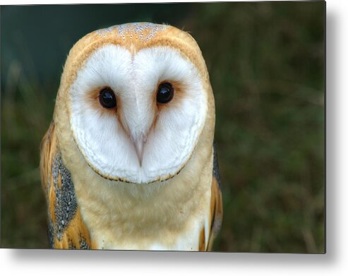 Barn Owl Metal Print featuring the photograph Barn Owl #1 by Chris Day