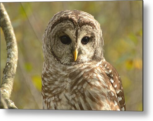 Barred Owl Metal Print featuring the photograph Barred Owl #1 by Nancy Landry