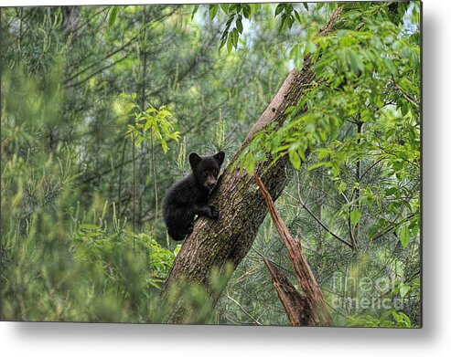 Bear Cub Metal Print featuring the photograph Bear cub climbing tree looking out #1 by Dan Friend