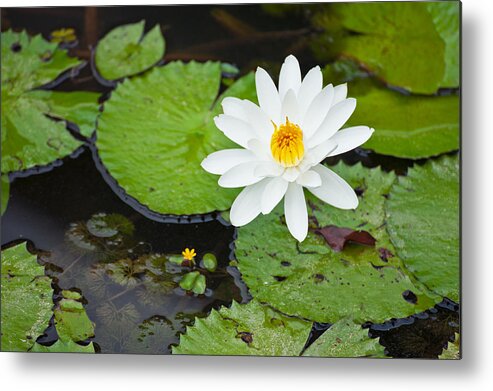 Leaf Metal Print featuring the photograph Beautiful Water lily #1 by U Schade