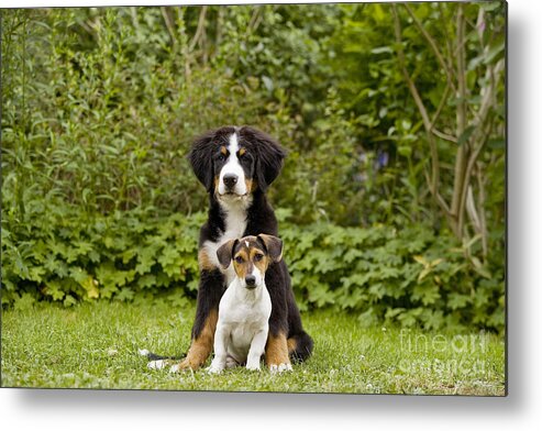 Bernese Mountain Dog Metal Print featuring the photograph Bernese Mountain & Jack Russell Puppies #1 by Jean-Michel Labat