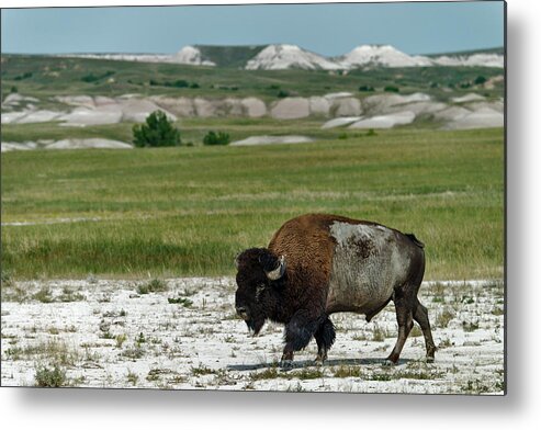Horned Metal Print featuring the photograph Bison In Badlands National Park #1 by Mark Newman