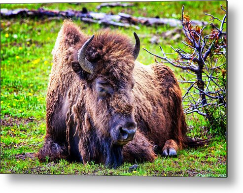 Yellowstone Metal Print featuring the photograph Bison in Yellowstone #2 by Juli Ellen