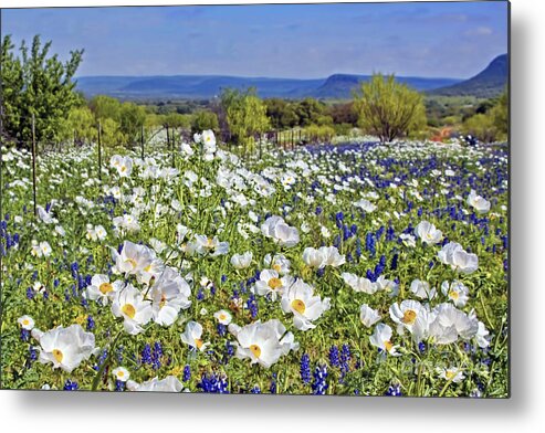 Poppy Metal Print featuring the photograph Blue and White by Gary Holmes
