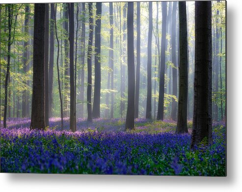 Landscape Metal Print featuring the photograph Bluebells by Adrian Popan