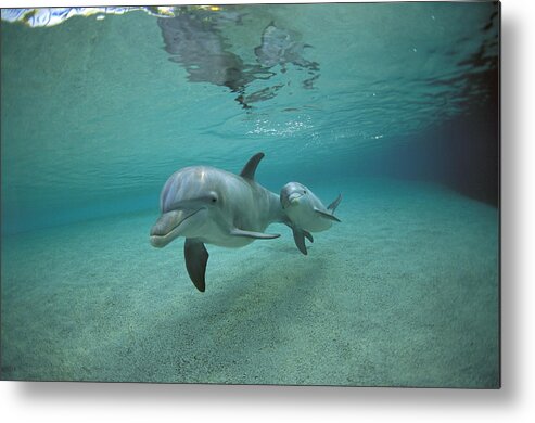 Feb0514 Metal Print featuring the photograph Bottlenose Dolphin Mother And Young #1 by Flip Nicklin