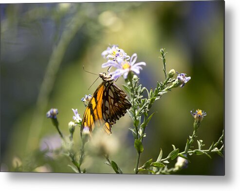 Butterfly Metal Print featuring the photograph Brown butterfly #1 by Susan Jensen