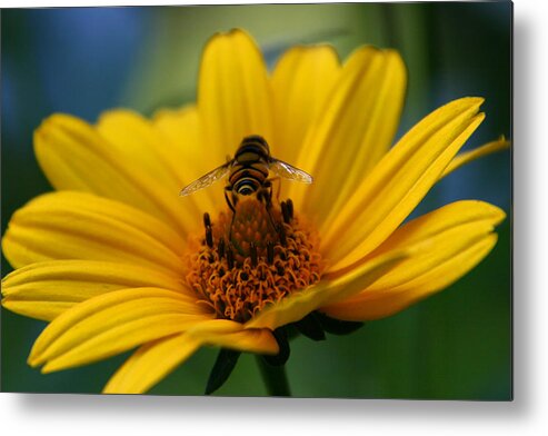 Busy Bee Metal Print featuring the photograph Busy Bee #1 by Denyse Duhaime