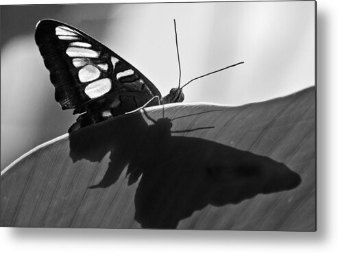 Butterfly Metal Print featuring the photograph Butterfly II #1 by Ron White