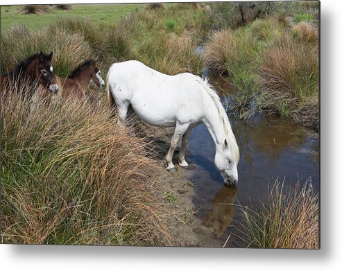 Horse Metal Print featuring the photograph Camargue Horses #1 by Franz Aberham