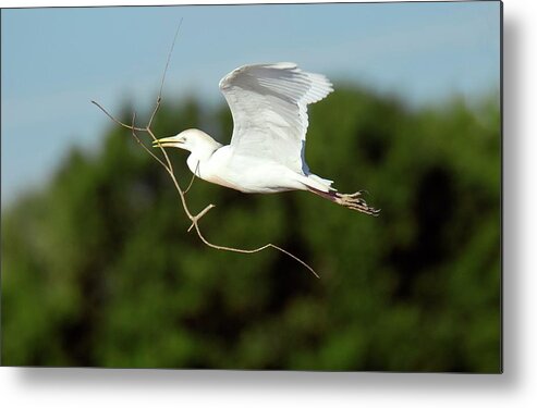 Nobody Metal Print featuring the photograph Cattle Egret In Flight #1 by Bob Gibbons