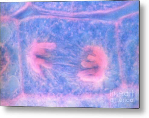 Micrograph Metal Print featuring the photograph Cell Division Anaphase #1 by Kent Wood
