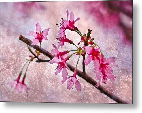Cherry Blossom Metal Print featuring the photograph Cherry Blossoms by Elvira Pinkhas