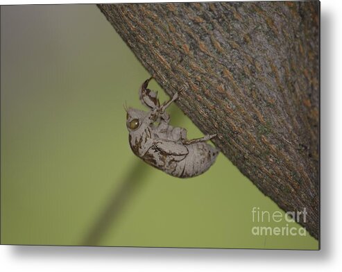 High Virginia Images Metal Print featuring the photograph Cicada #2 by Randy Bodkins