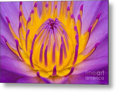 Aquatic Metal Print featuring the photograph Close up of pink water lily #1 by Tosporn Preede