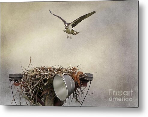 Maine Metal Print featuring the photograph Coming In by Karin Pinkham
