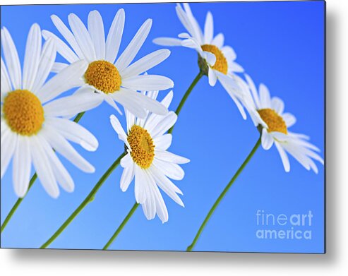 Daisy Metal Print featuring the photograph Daisy flowers on blue background by Elena Elisseeva