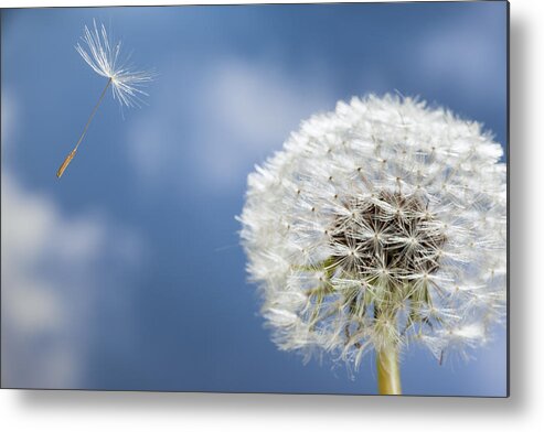 534795 Metal Print featuring the photograph Dandelion Seed Being On The Wind Oregon #1 by Michael Durham