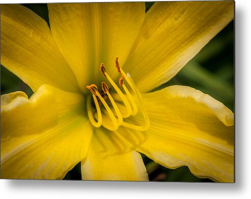 Daylily Metal Print featuring the photograph Daylily by Frank Mari