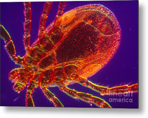 Science Metal Print featuring the photograph Deer Tick #1 by Kent Wood