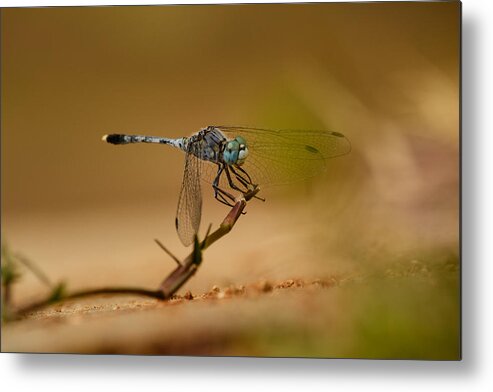 Anisoptera Metal Print featuring the photograph Dragonfly #1 by SAURAVphoto Online Store