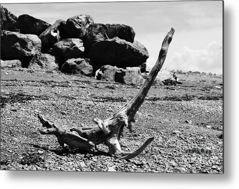 Beach Metal Print featuring the photograph Driftwood Animal #2 by Randi Grace Nilsberg