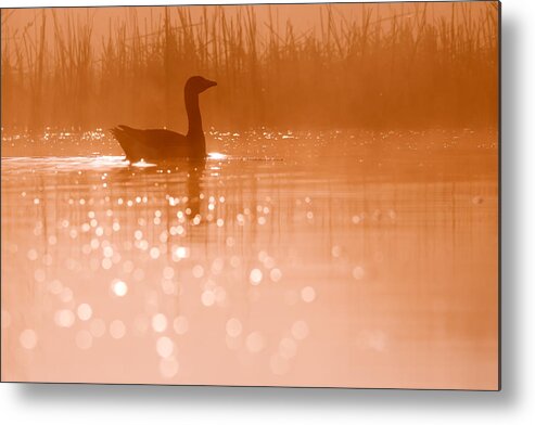 Greylag Goose (anser Anser) At A Very Early Metal Print featuring the photograph Early Morning Magic #1 by Roeselien Raimond