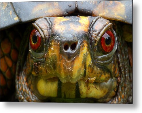 Eastern Box Turtle Metal Print featuring the photograph Eastern Box Turtle 2 by Michael Eingle