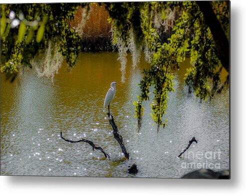 White Heron Metal Print featuring the photograph Egret #1 by Dale Powell