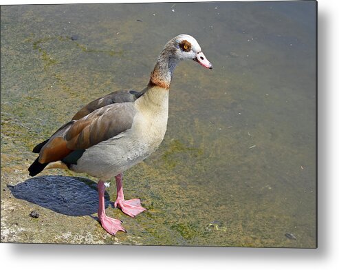 Birds Metal Print featuring the photograph Egyptian Goose #1 by Tony Murtagh