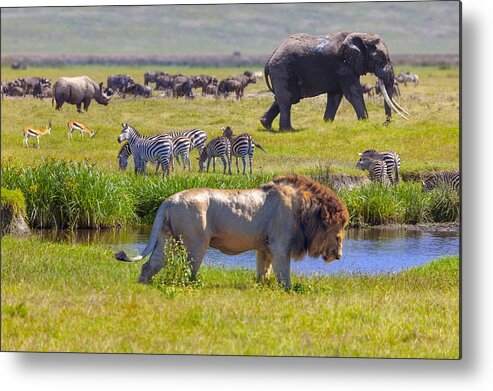 Scenics Metal Print featuring the photograph Elephant and lion #1 by Ugurhan