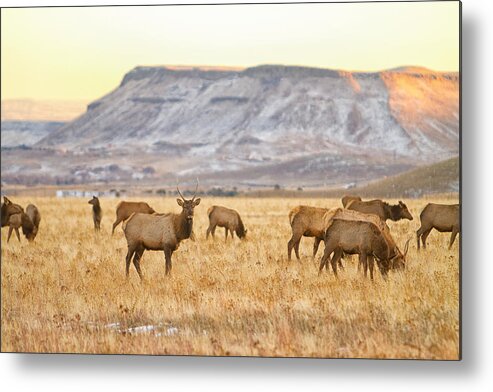 Elk Metal Print featuring the photograph Elk Herd Grazing Rocky Mountain Foothills by James BO Insogna