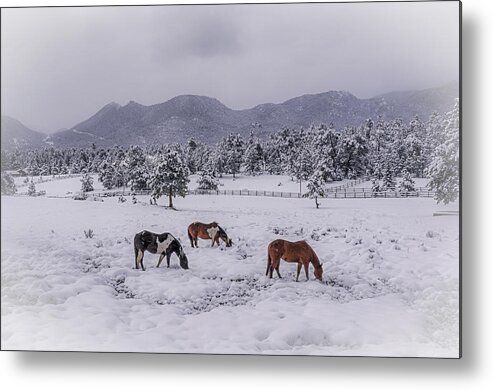 Taken In Estes Park Metal Print featuring the photograph Estes Park Spring Snow #1 by David Dedman